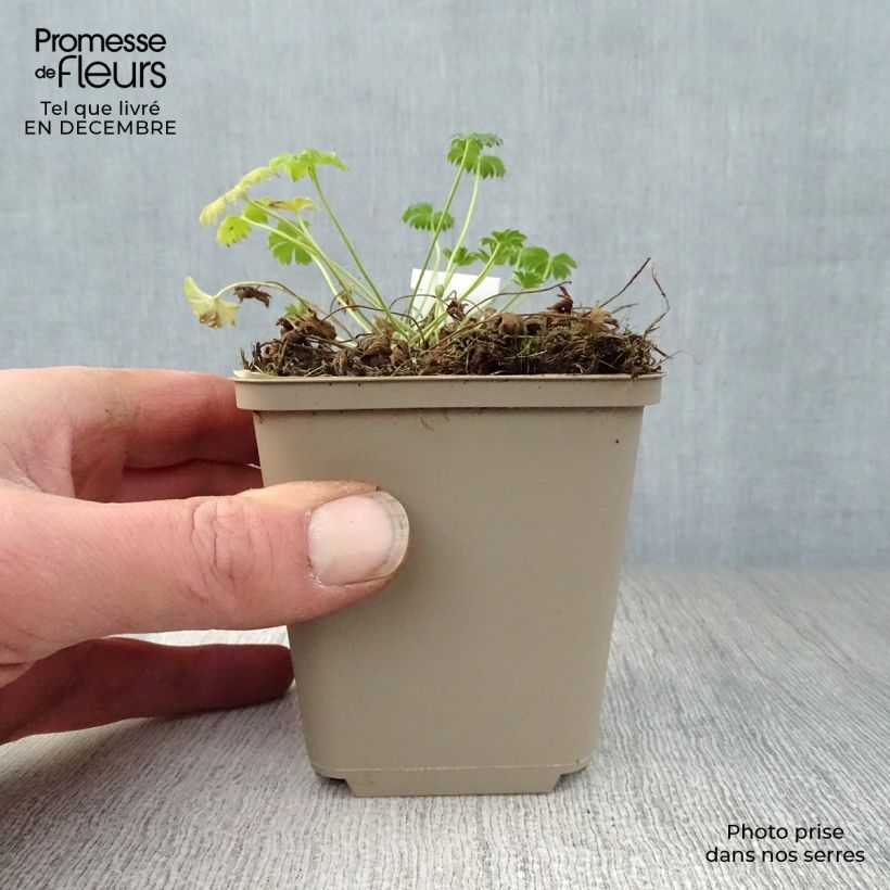 Geranium cinereum Jolly Jewel Salmon 8/9 cm pot sample as delivered in winter