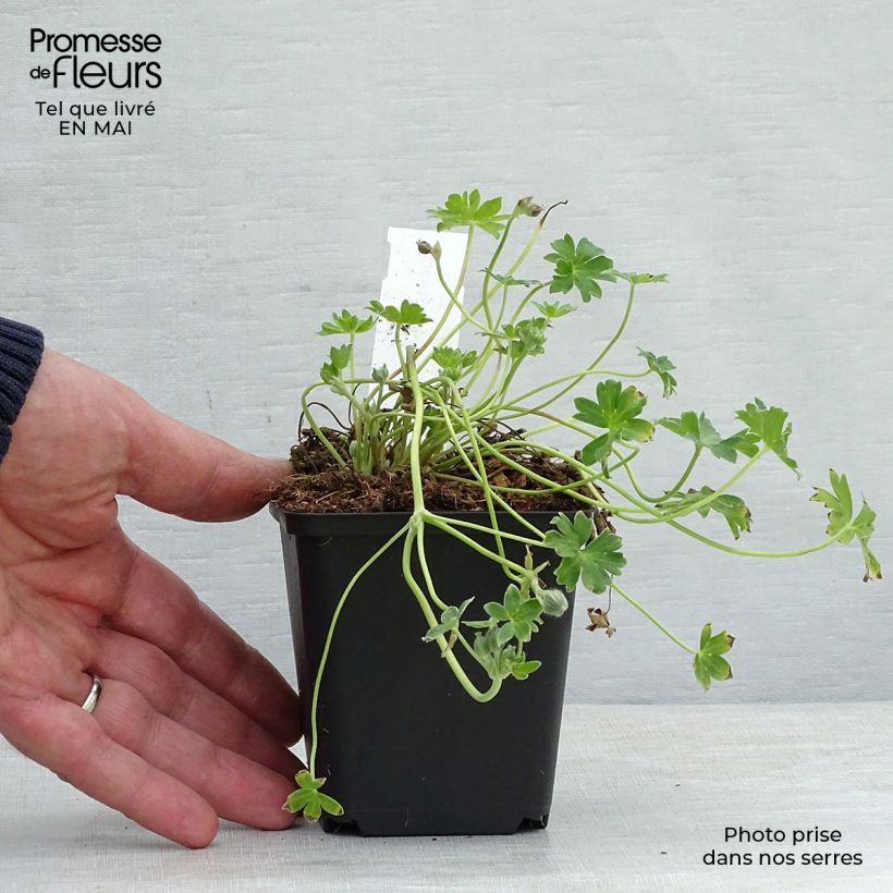 Geranium cinereum Jolly Jewel Violet 8/9 cm pot sample as delivered in spring