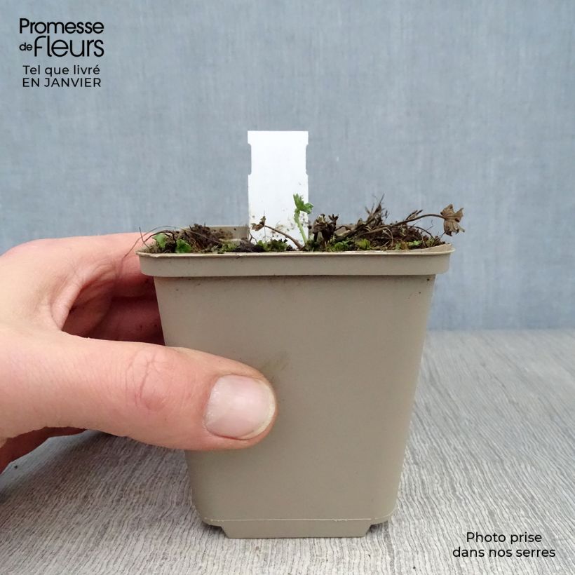 Geranium cinereum Jolly Jewel Violet 8/9 cm pot sample as delivered in winter