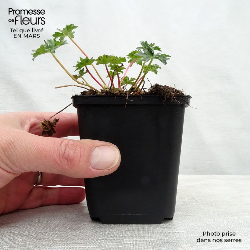 Geranium cinereum Laurence Flatman 8/9 cm pot sample as delivered in spring