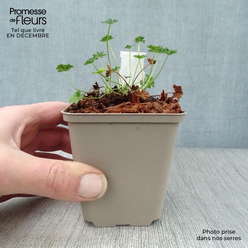 Geranium cinereum v. subcaulescens 8/9 cm pot sample as delivered in winter