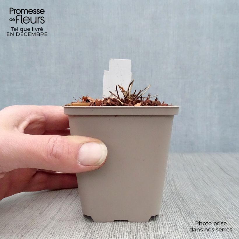 Geranium clarkei Kashmir White 8/9 cm pot sample as delivered in winter