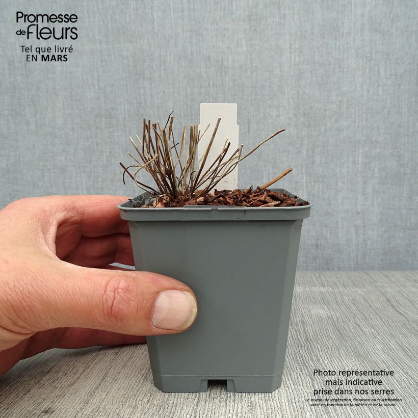 Geranium clarkei Kashmir White 8/9 cm pot sample as delivered in spring