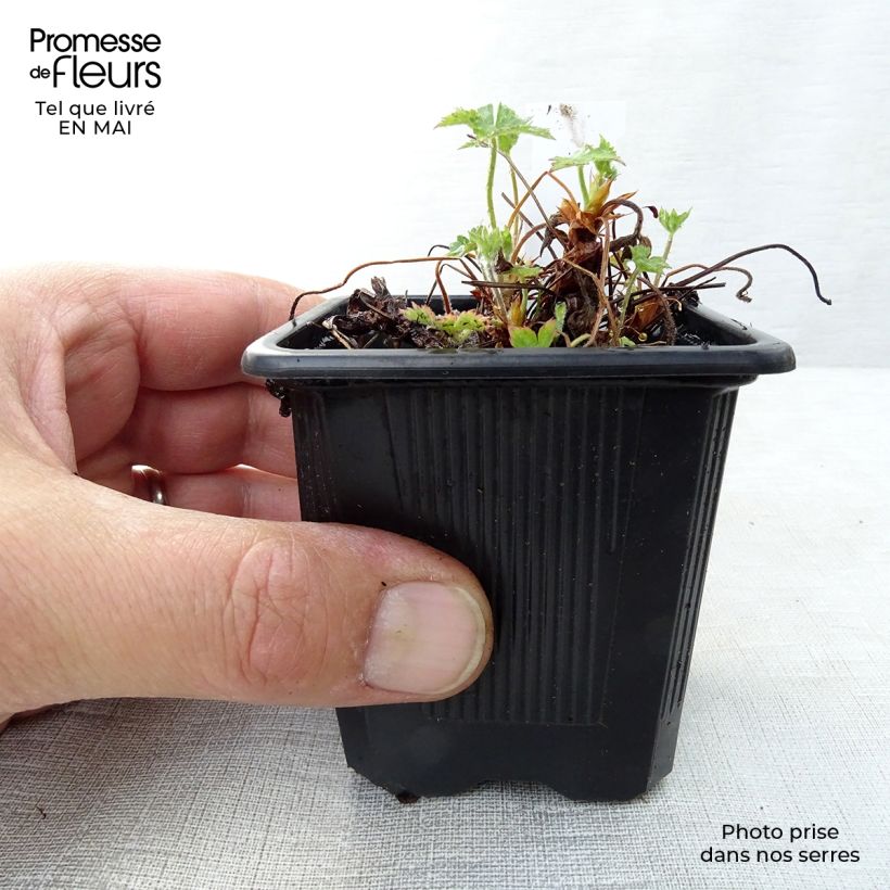 Geranium endressii - Endres cranesbill 8/9 cm pot sample as delivered in spring