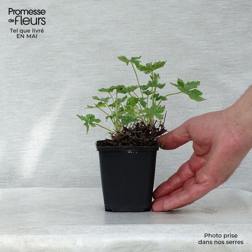 Geranium endressii Wargrave Pink 8/9 cm pot sample as delivered in spring