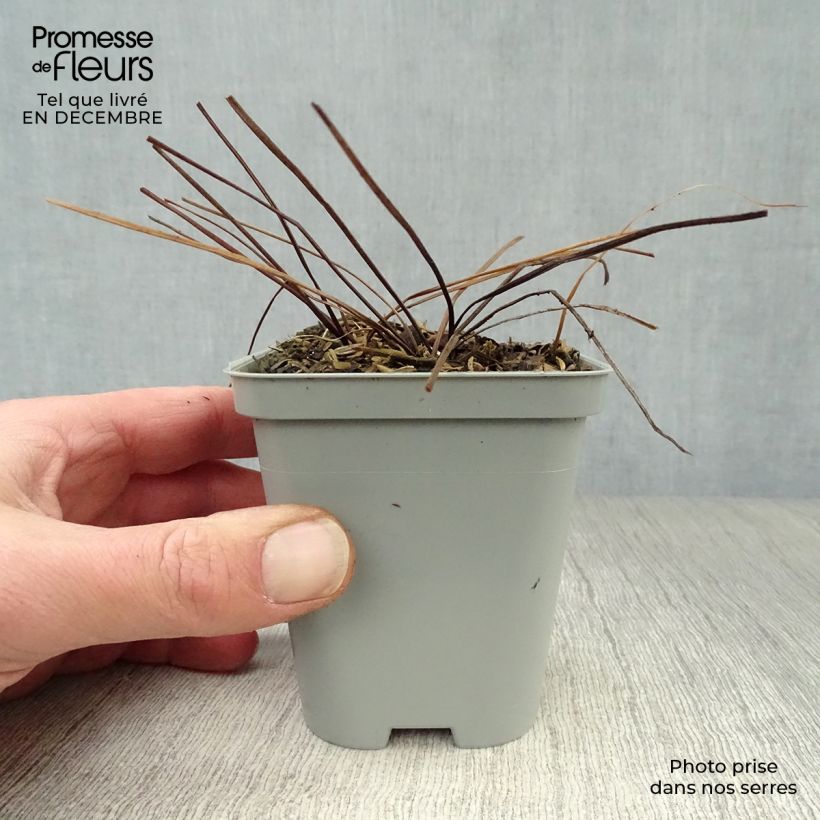 Geranium himalayense - Himalayan Cranesbill 8/9 cm pot sample as delivered in winter