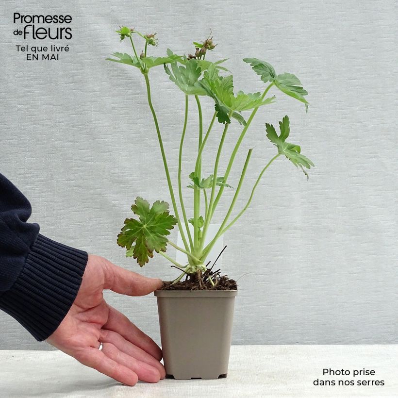 Geranium macrorrhizum - Bigroot Geranium 8/9 cm pot sample as delivered in spring
