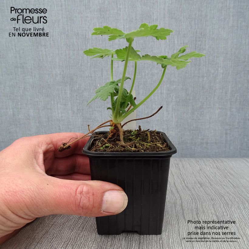 Geranium macrorrhizum Bevans Variety 8/9 cm pot sample as delivered in autumn