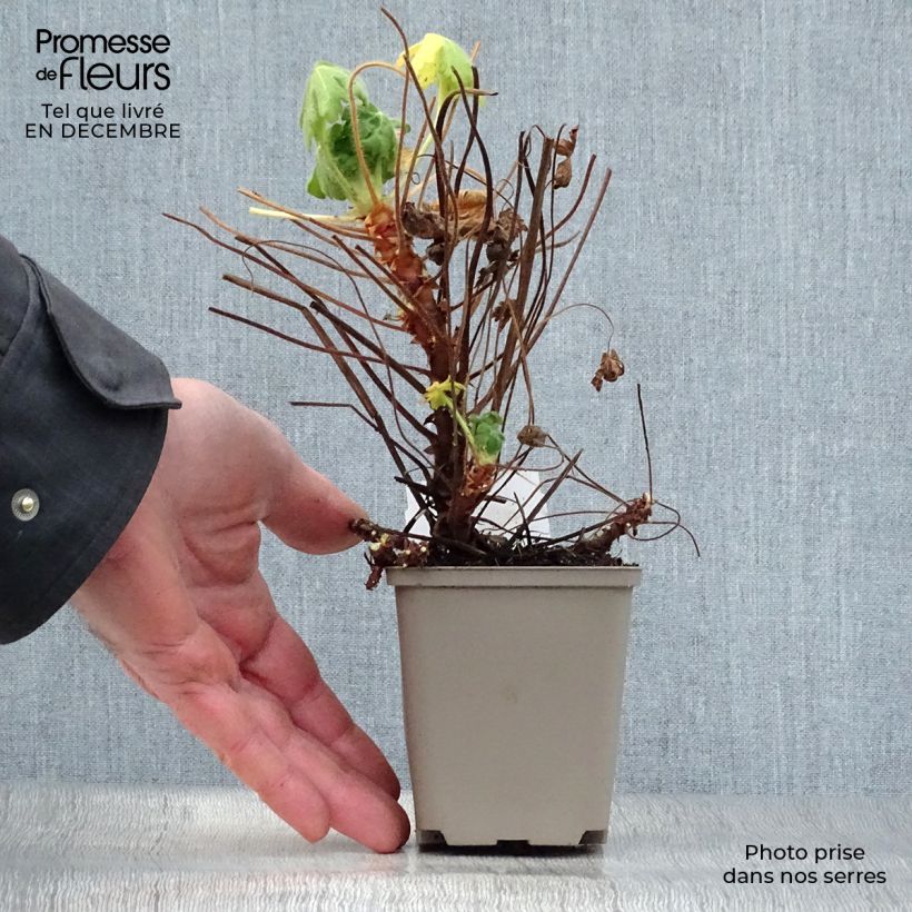 Geranium macrorrhizum Bevans Variety 8/9 cm pot sample as delivered in winter