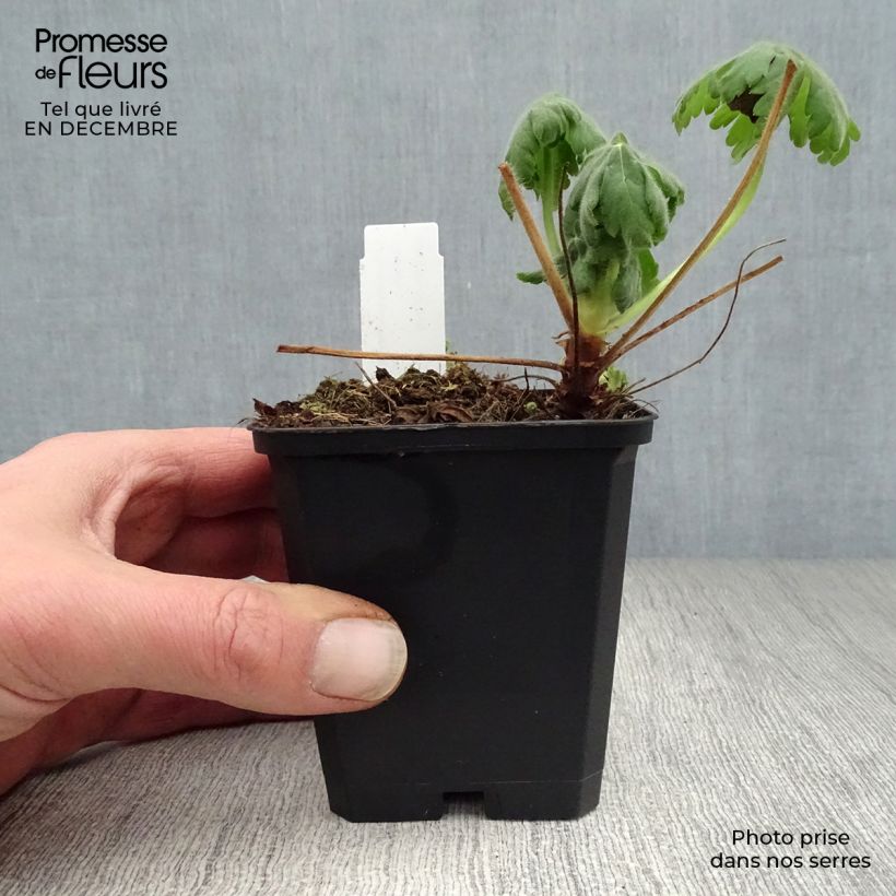 Geranium macrorrhizum Czakor 8/9 cm pot sample as delivered in winter