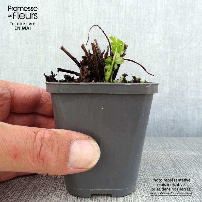 Geranium macrorrhizum Ingwersens Variety 8/9 cm pot sample as delivered in spring