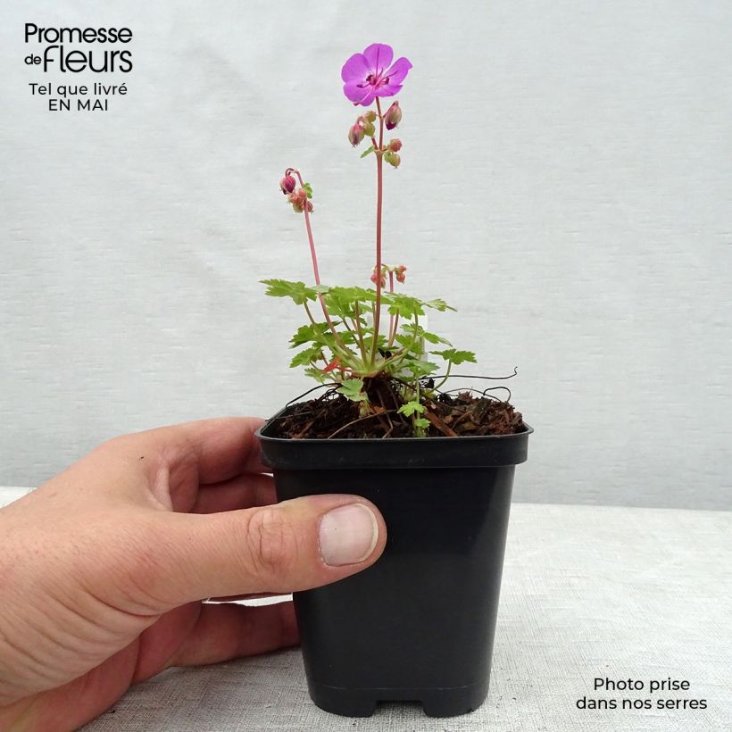 Geranium macrorrhizum Olympos 8/9 cm pot sample as delivered in spring