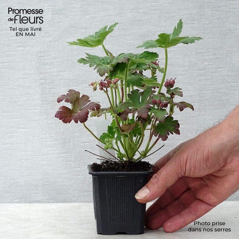 Geranium macrorrhizum Spessart 8/9 cm pot sample as delivered in spring