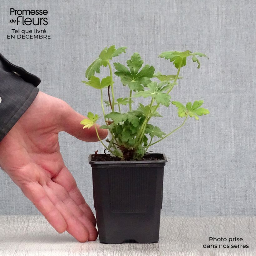 Geranium macrorrhizum Spessart 8/9 cm pot sample as delivered in winter