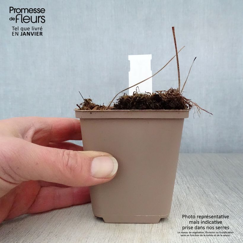 Geranium maculatum Espresso 8/9 cm pot sample as delivered in winter