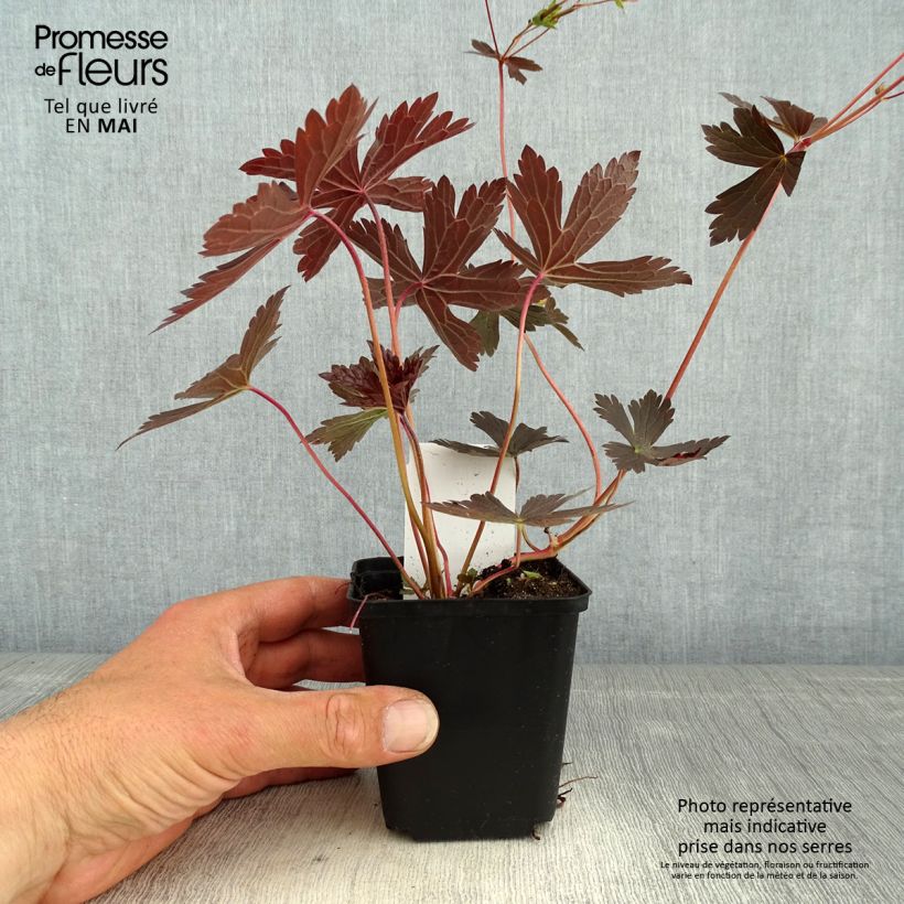 Geranium maculatum Stormy Night 8/9 cm pot sample as delivered in spring