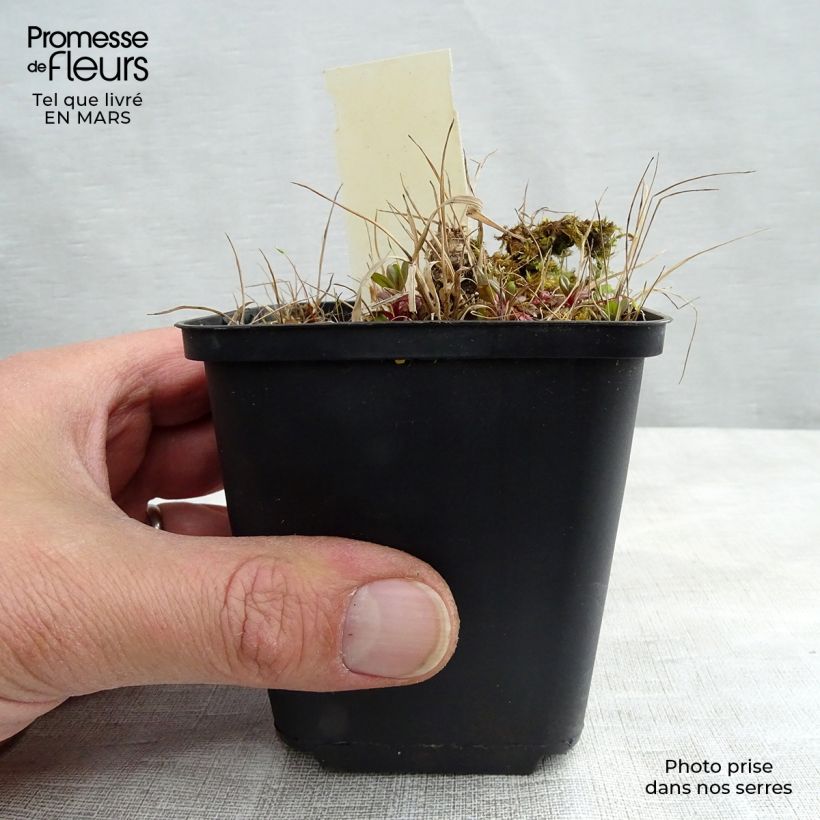 Geranium maculatum Vickie Lynn 8/9 cm pot sample as delivered in winter