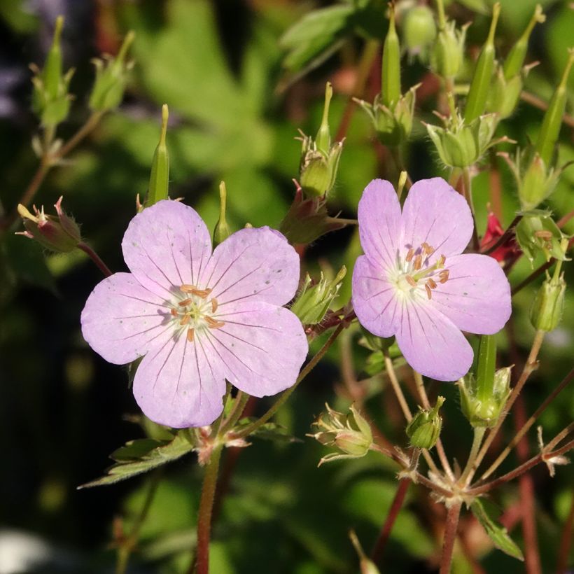 Geranium maculatum Vickie Lynn (Flowering)