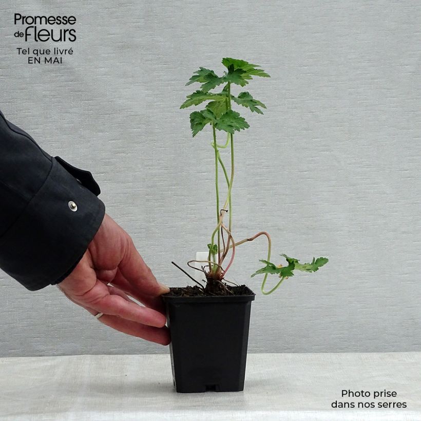 Geranium magnificum 8/9 cm pot sample as delivered in spring