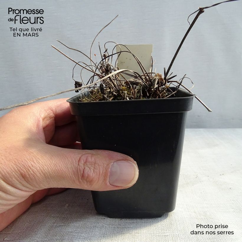 Geranium magnificum Blue Blood 8/9 cm pot sample as delivered in winter