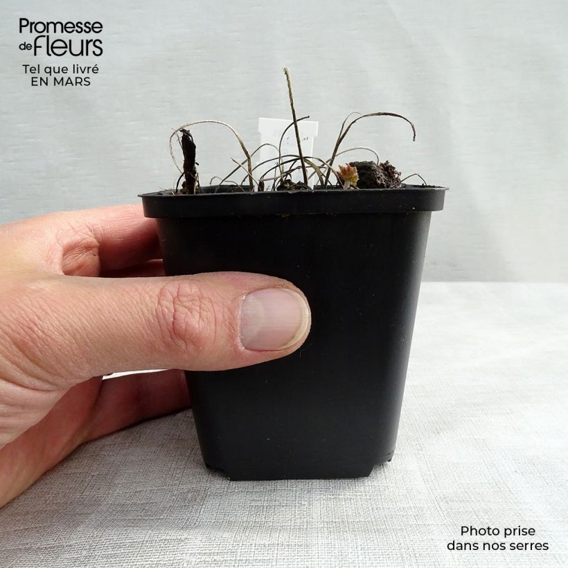 Geranium magnificum Rosemoor 8/9 cm pot sample as delivered in spring