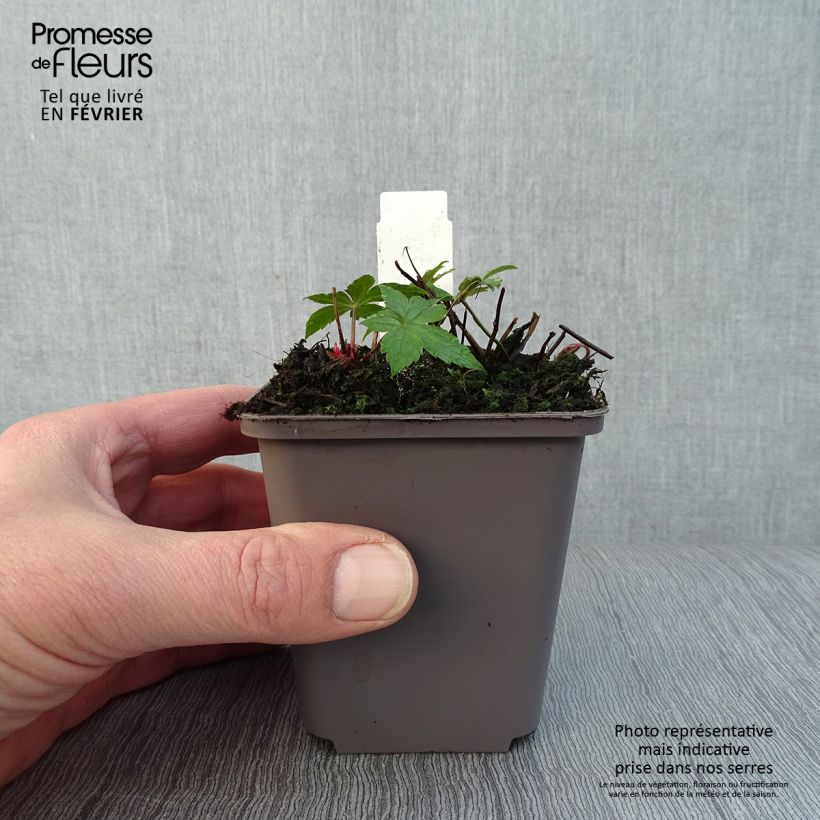 Geranium nodosum Clos du Coudray 8/9 cm pot sample as delivered in winter