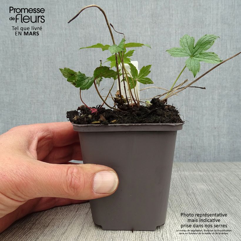 Geranium nodosum Clos du Coudray 8/9 cm pot sample as delivered in spring