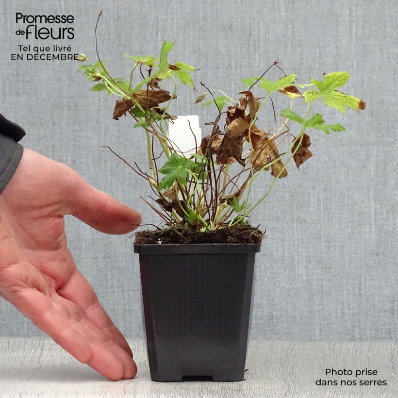 Geranium nodosum Silverwood 8/9 cm pot sample as delivered in winter