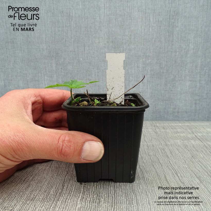 Geranium nodosum Silverwood 8/9 cm pot sample as delivered in spring