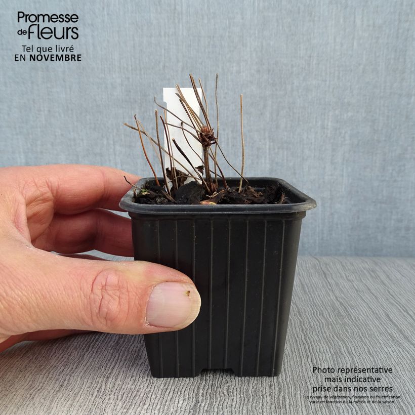 Geranium nodosum - Knotted cranesbill 8/9 cm pot sample as delivered in autumn