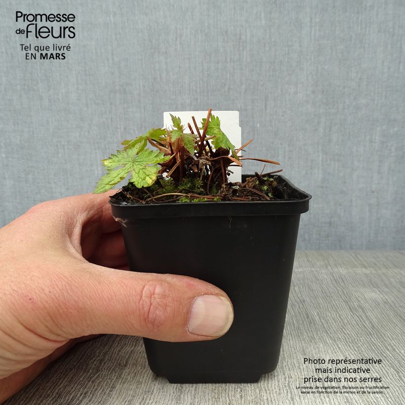 Geranium oxonianum Ankums White 8/9 cm pot sample as delivered in spring