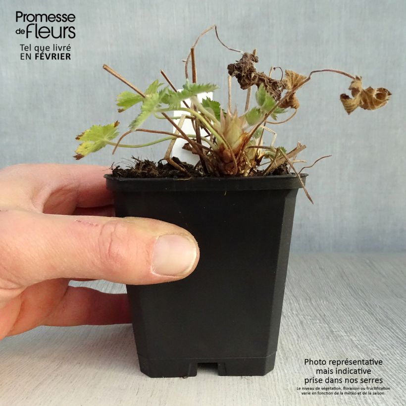 Geranium oxonianum Claridge Druce 8/9 cm pot sample as delivered in winter