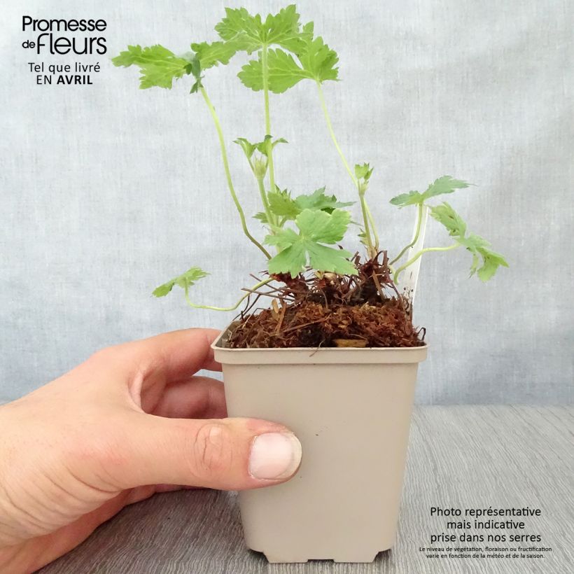 Geranium oxonianum Hollywood 8/9 cm pot sample as delivered in spring