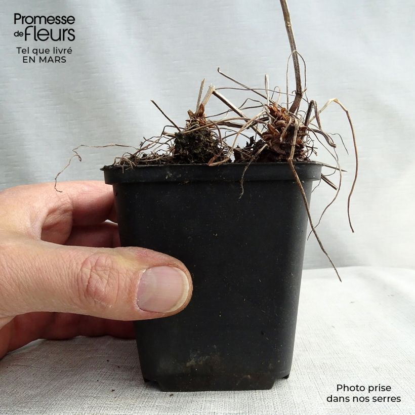 Geranium oxonianum Katherine Adele 8/9 cm pot sample as delivered in spring