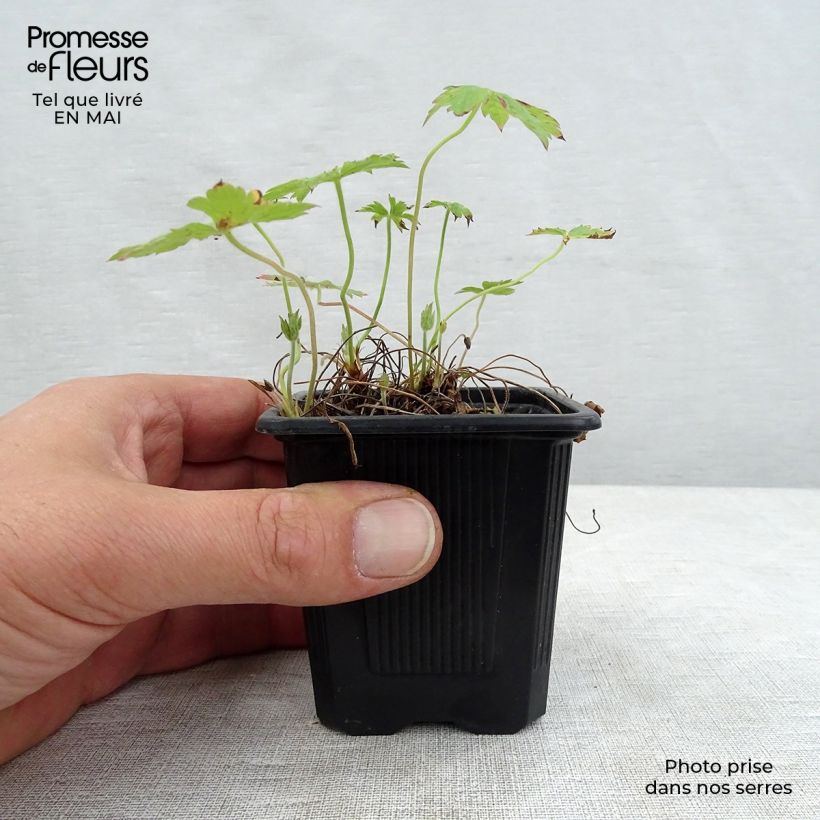 Geranium oxonianum Rosenlicht 8/9 cm pot sample as delivered in spring