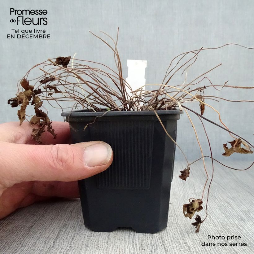 Geranium oxonianum Rosenlicht 8/9 cm pot sample as delivered in winter