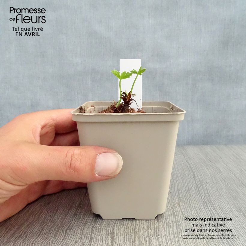 Geranium  oxonianum f. thurstonianum Southcombe Double 8/9 cm pot sample as delivered in spring