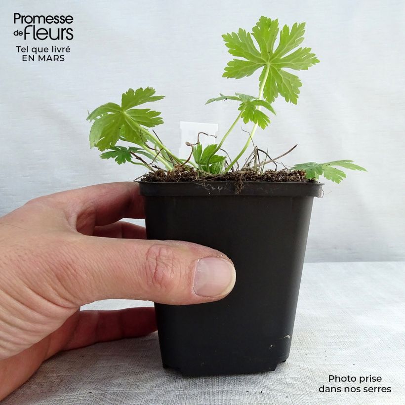 Geranium phaeum Album 8/9 cm pot sample as delivered in spring