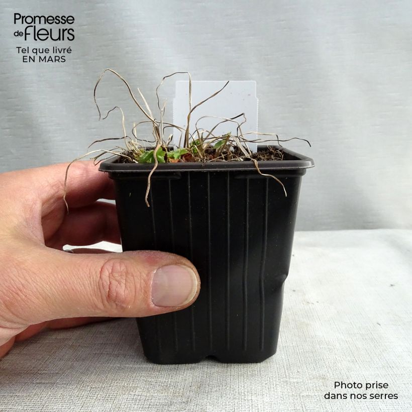 Mourning Widow - Geranium phaeum 8/9 cm pot sample as delivered in spring