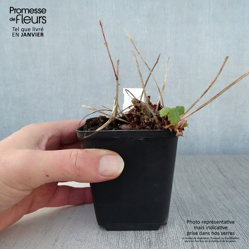 Geranium phaeum Golden Spring 8/9 cm pot sample as delivered in winter