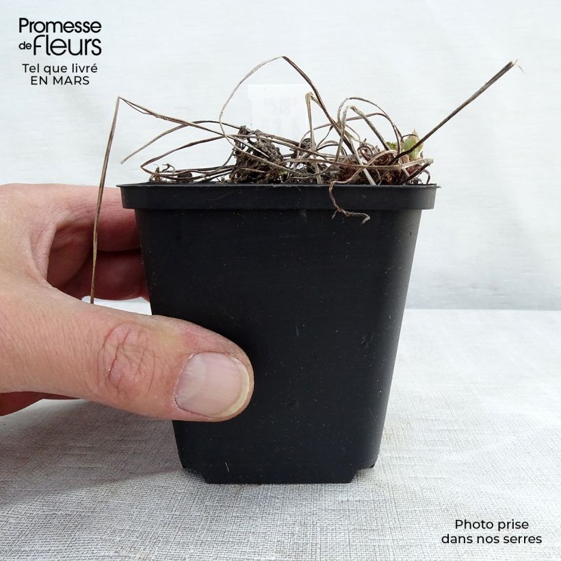 Geranium phaeum Lily Lovell 8/9 cm pot sample as delivered in winter