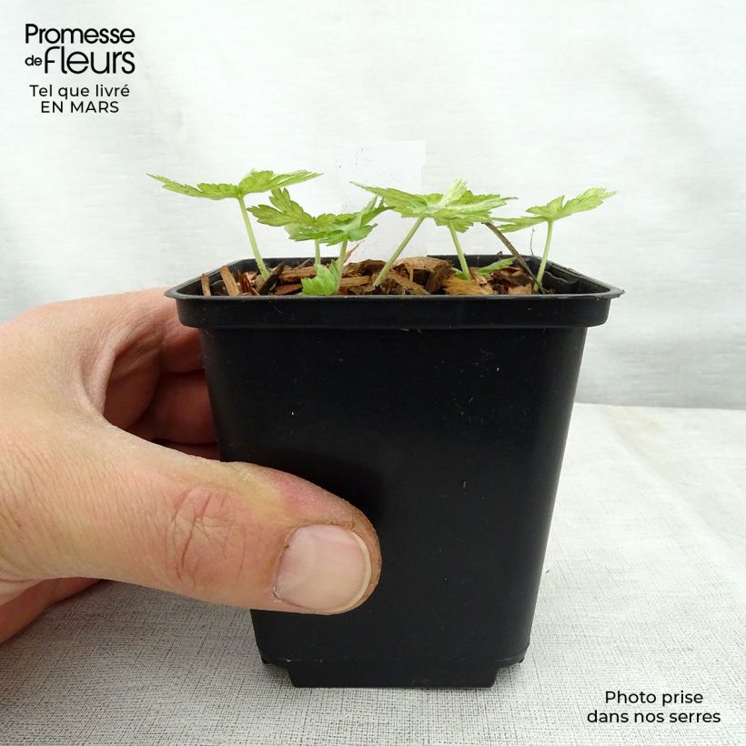 Geranium phaeum Margaret Wilson 8/9 cm pot sample as delivered in spring