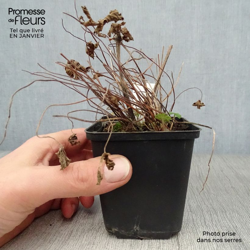 Geranium phaeum Mourning Widow 8/9 cm pot sample as delivered in winter