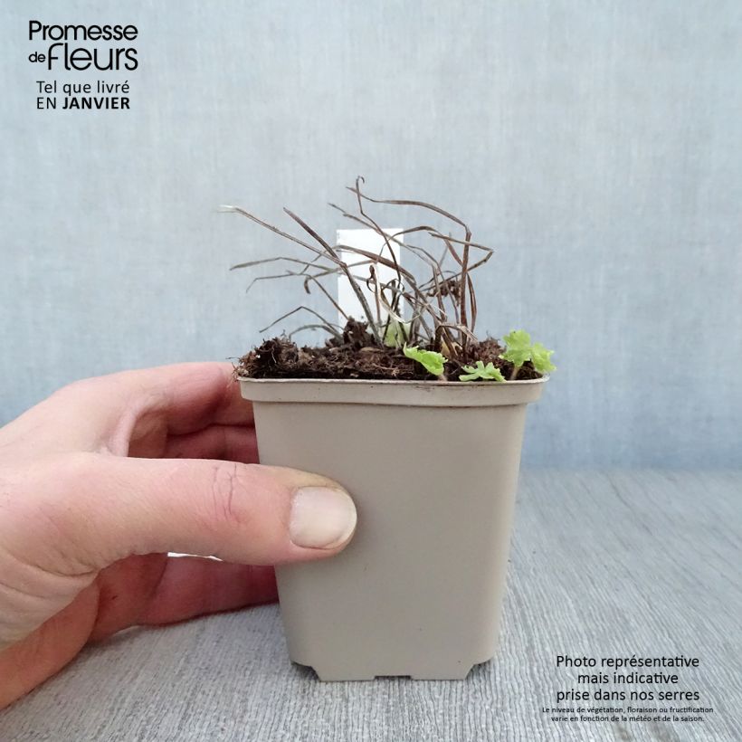 Geranium phaeum Raven 8/9 cm pot sample as delivered in winter