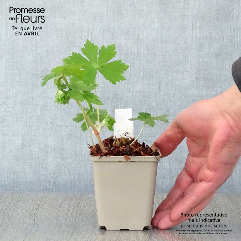 Geranium phaeum Raven 8/9 cm pot sample as delivered in spring