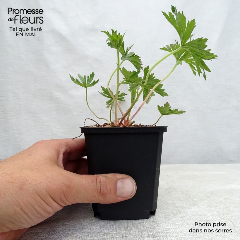 Geranium pratense Cloud Nine 8/9 cm pot sample as delivered in spring