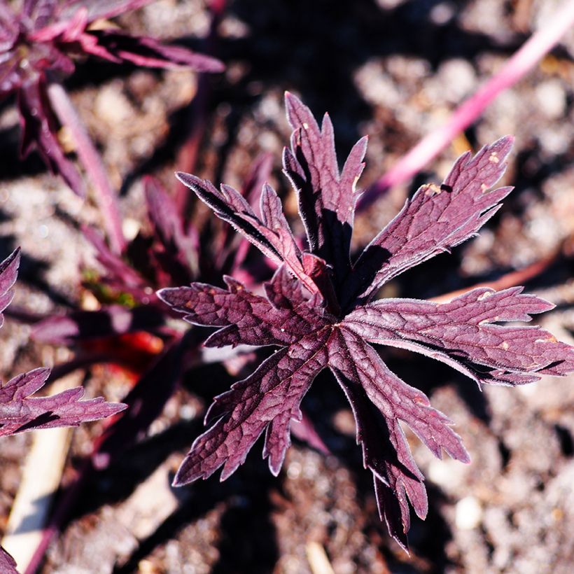 Geranium pratense Dark Reiter (Foliage)