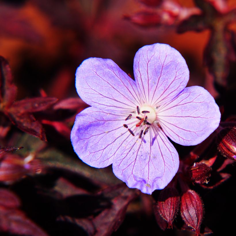 Geranium pratense Dark Reiter (Flowering)