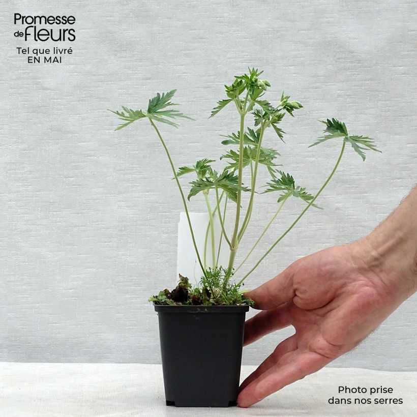 Geranium pratense f. albiflorum Galactic 8/9 cm pot sample as delivered in spring