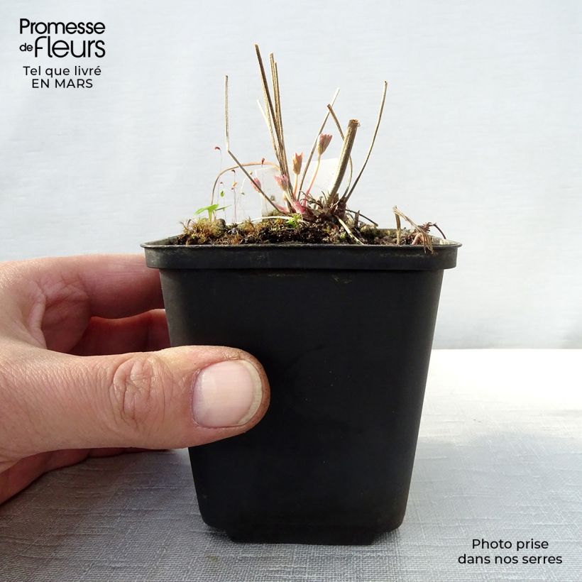 Geranium pratense Ilja 8/9 cm pot sample as delivered in spring